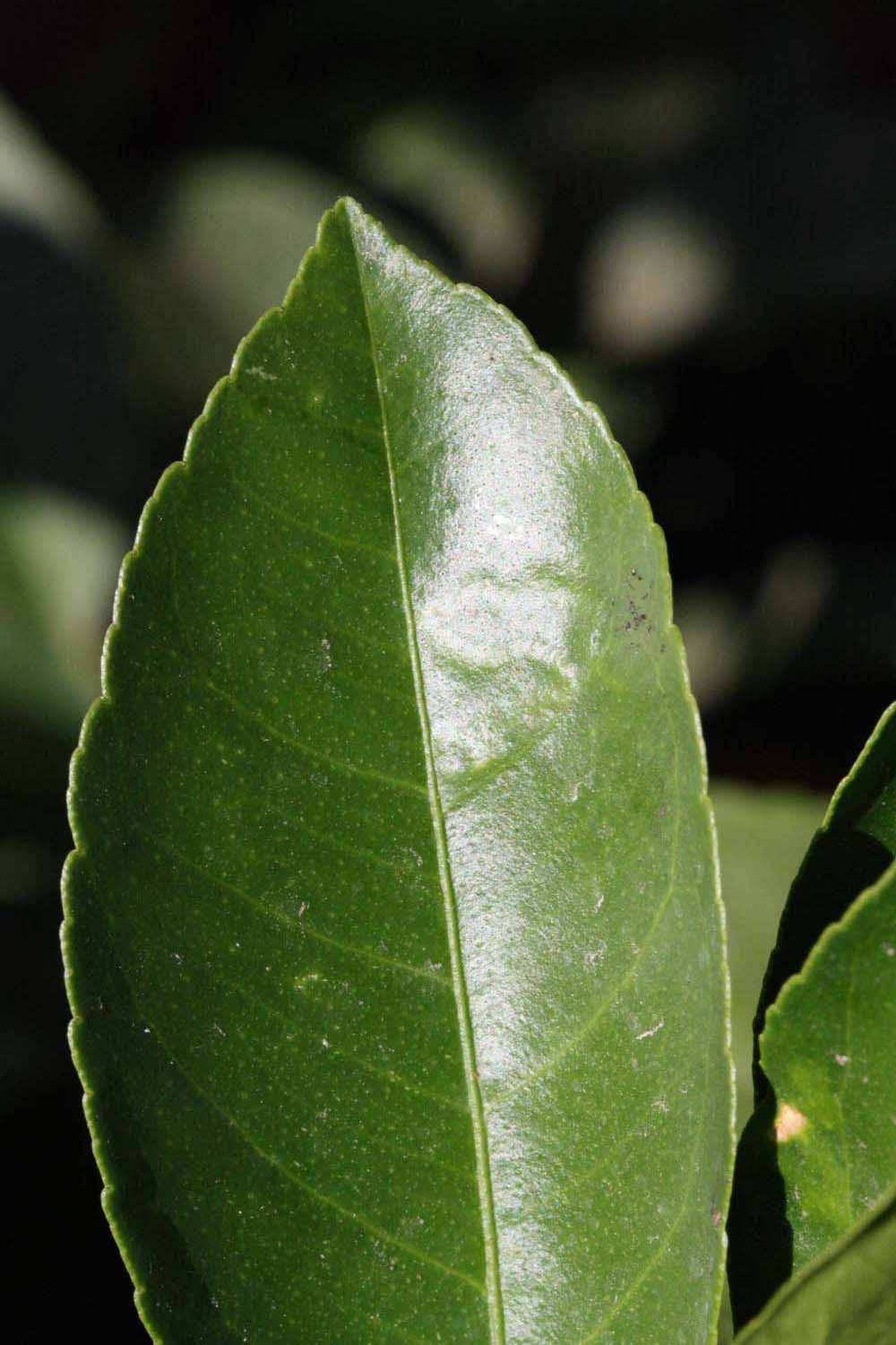              Margin (Riverside, CA)       